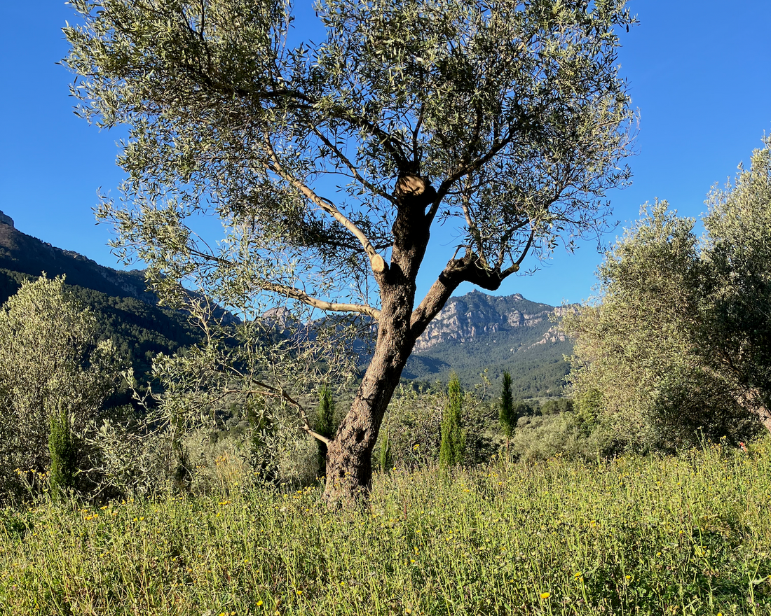 Lo que toca ahora en el olivar de secano: flores arriba, guerra por el agua abajo