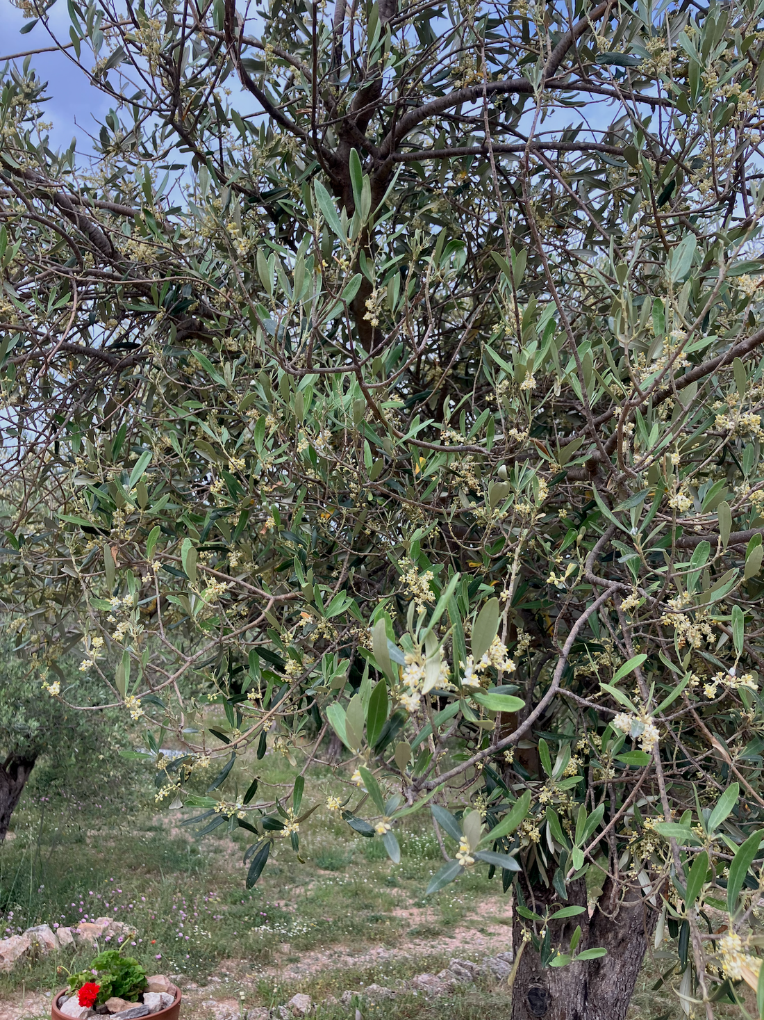 El estado de los olivos en mayo: El reto de la floración bajo la lluvia