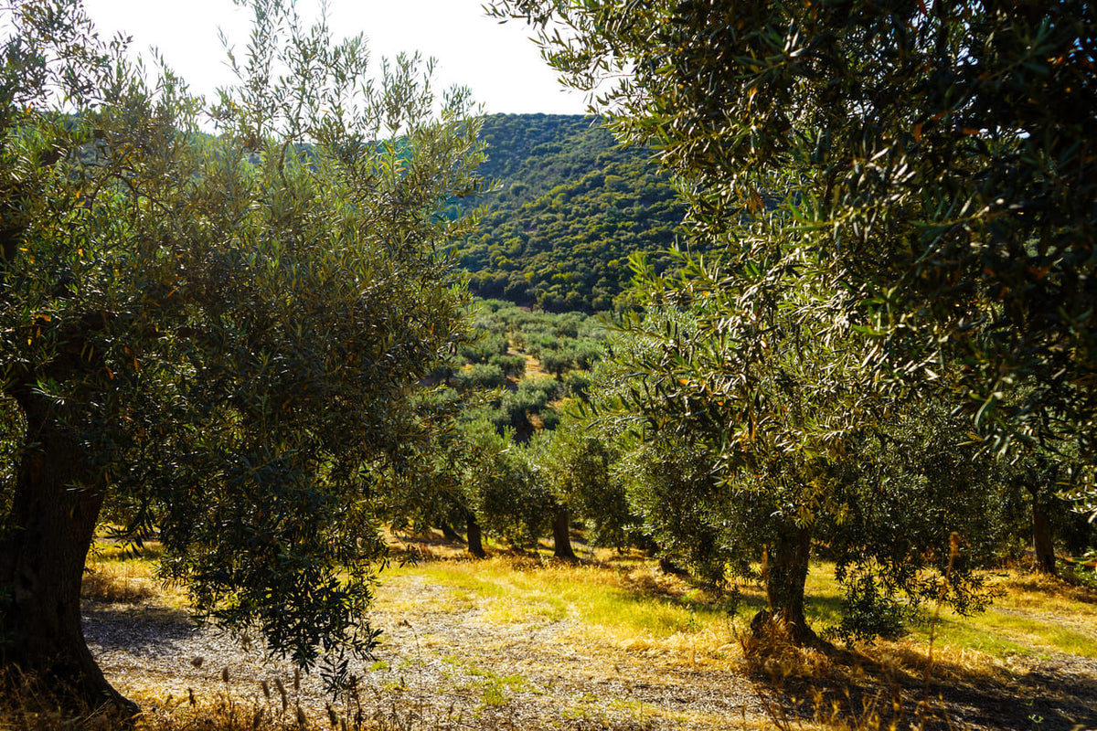 Cómo Dirigir la Energía del Olivo hacia su Fruto