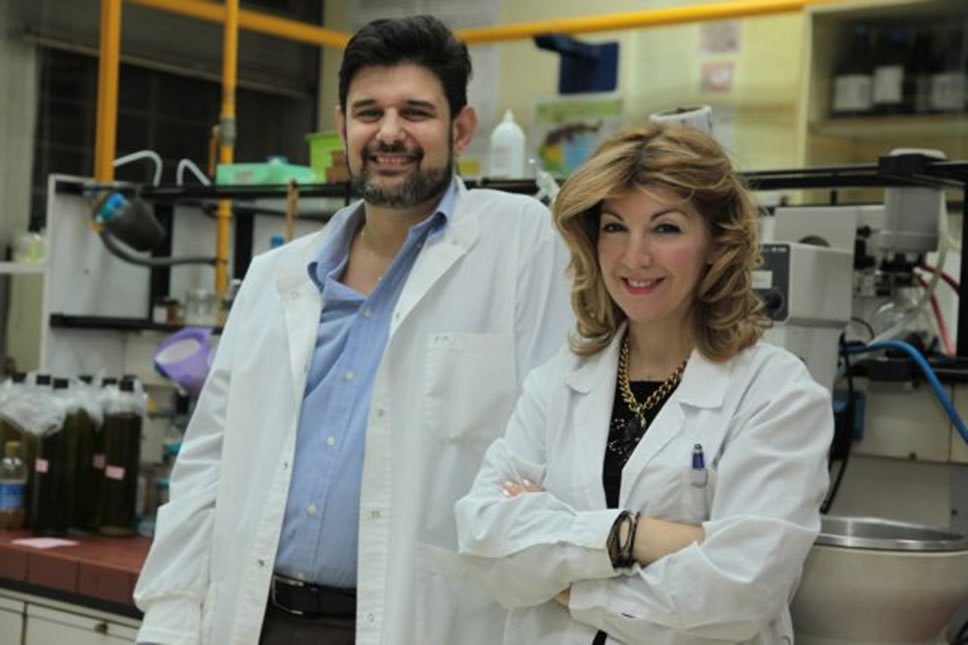 El oleocantal del aceite de oliva reduce los glóbulos blancos en pacientes con leucemia linfocítica crónica (LLC)
