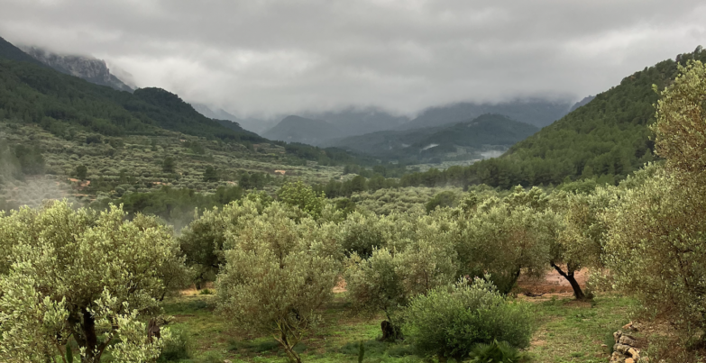 Aceite de Oliva Virgen Extra